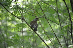 Turdus pilaris