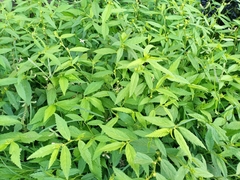 Sida acuta