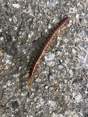 Scolopocryptops spinicaudus