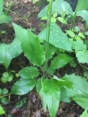 Hieracium murorum