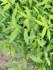 Sida acuta