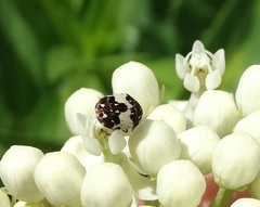 Anthrenus isabellinus
