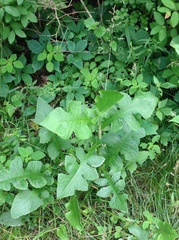 Lactuca canadensis