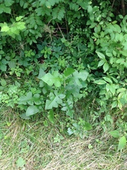 Lactuca canadensis