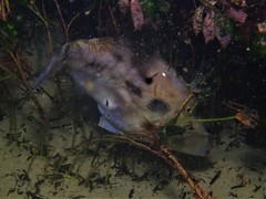 Scobinichthys granulatus