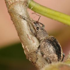 Peritelini