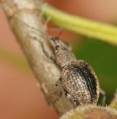 Peritelini