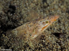 Apterichtus anguiformis