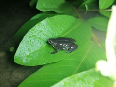 Elachistocleis nigrogularis