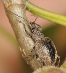 Peritelini