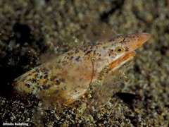 Apterichtus anguiformis