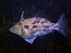 Scobinichthys granulatus