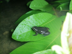 Elachistocleis nigrogularis