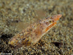 Apterichtus anguiformis