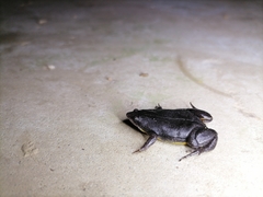 Elachistocleis nigrogularis
