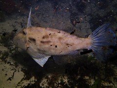 Scobinichthys granulatus