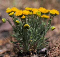 Erigeron aphanactis aphanactis