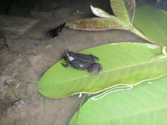 Elachistocleis nigrogularis
