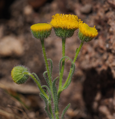 Erigeron aphanactis aphanactis