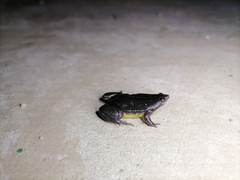Elachistocleis nigrogularis