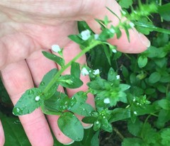 Veronica serpyllifolia