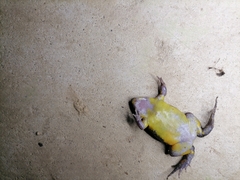Elachistocleis nigrogularis