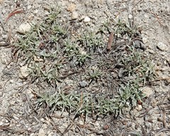 Raillardella argentea