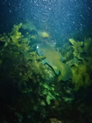 Psammoperca datnioides