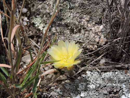 Image of Lobivia Aurea (Lobivia aurea) by no rights reserved