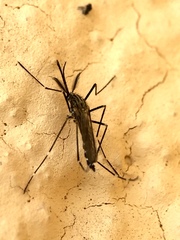 Aedes japonicus