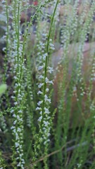 Anarrhinum forskaohlii