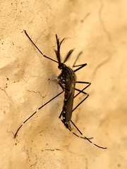 Aedes japonicus