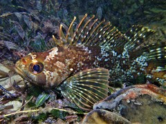 Chironemus maculosus