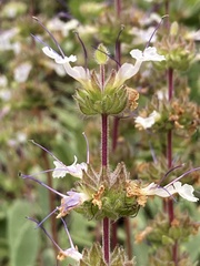 Salvia sonomensis