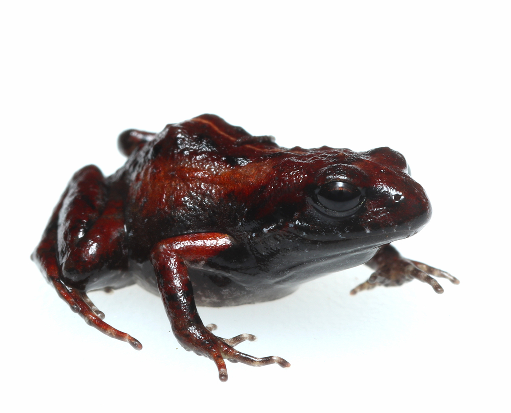 Lightfoot's Moss Frog