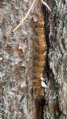 Dendrolimus pini