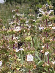 Salvia sonomensis
