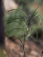 Boechera sparsiflora