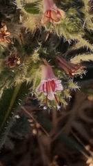 Echium glomeratum