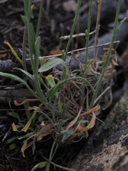 Boechera sparsiflora