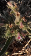 Echium glomeratum