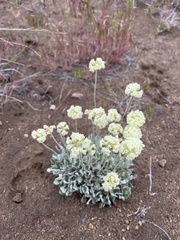 Eriogonum strictum