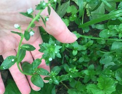 Veronica serpyllifolia