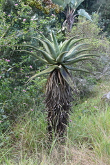 Aloe candelabrum