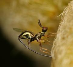 Sycoscapter cornutus