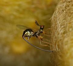 Sycoscapter cornutus