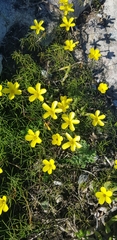 Oxalis burtoniae