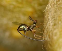 Sycoscapter cornutus