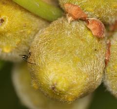 Sycoscapter cornutus