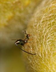 Sycoscapter cornutus